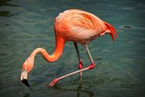 Flamingo auf Nahrungssuche von kattobello