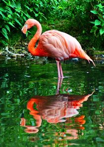 Flamingo im Grünen von kattobello