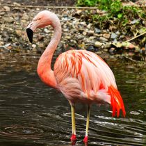 Flamingo im See by kattobello