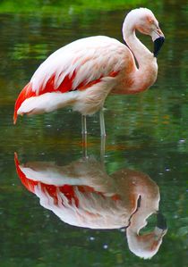Flamingo mit Spiegelung by kattobello