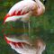 Flamingo-spiegelbild