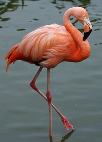 Flamingo Balance by kattobello