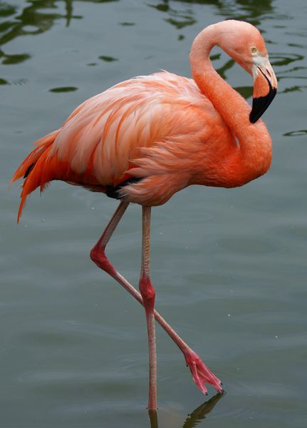 Flamingo-vogel