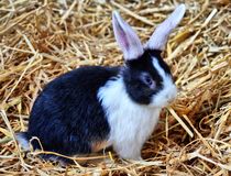 Schwarz weißes Kaninchen Baby im Stroh by kattobello
