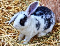 Schwarz weißes Kaninchen Baby im Stroh 9 von kattobello