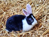 Schwarz weißes Kaninchen Baby im Stroh 8 von kattobello