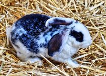 Schwarz weißes Kaninchen Baby im Stroh 7 by kattobello