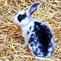 Schwarz weißes Kaninchen Baby im Stroh 6 von kattobello