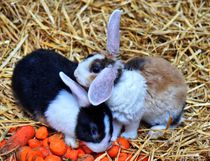 Kaninchen Kuscheln by kattobello