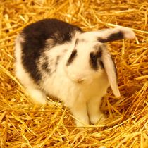 Schwarz weißes Kaninchen Baby im Stroh 5 von kattobello