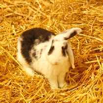 Schwarz weißes Kaninchen Baby im Stroh 4 von kattobello