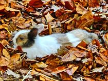 Kaninchen im Herbstlaub by kattobello