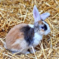 Dreifarbiges Kaninchen Baby im Stroh von kattobello