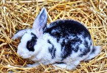 Schwarz weißes Kaninchen Baby im Stroh 3 von kattobello