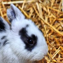 Schwarz weißes Kaninchen Baby Profil von kattobello