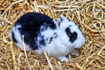 Schwarz weißes Kaninchen Baby im Stroh 2 von kattobello