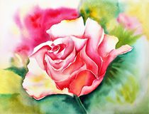 Rose, by Theodor Fischer