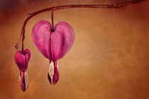 2 Hearts by Bettina Dittmann