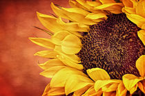 Sunflower by Bettina Dittmann