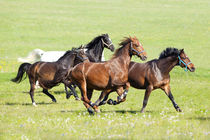galoppierende Pferde auf der Wiese by anja-juli