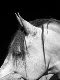 Andalusier Pferd Detail von anja-juli