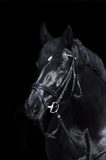 schwarzes Pferd auf schwarzem Hintergrund von anja-juli