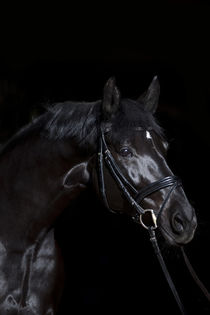 Schwarzes Pferd auf schwarzem hintergrund von anja-juli