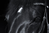 Schwarzes Pferd auf schwarzem Hintergrund von anja-juli