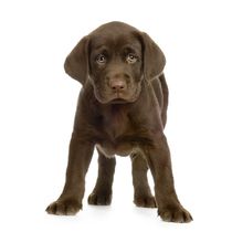 Chocolate Labrador Retriever Pup von past-presence-art