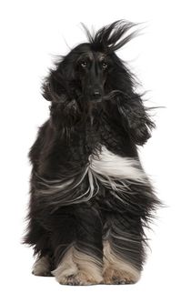 Windblown Afghan Hound by past-presence-art