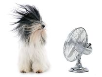 Tibetan terrier and his fan by past-presence-art