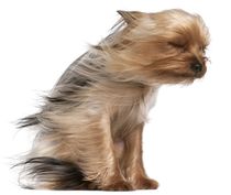 Yorkshire Terrier with Hair in the Wind von past-presence-art