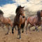 Herd-of-horses-photo