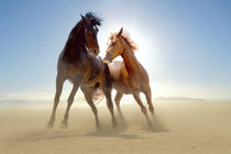 Two wild horses in the desert by past-presence-art