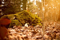 Bemoostes Holz am Waldboden by Daniel Nicklich