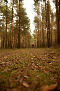 Waldboden by Daniel Nicklich