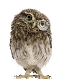 Adorable little owl wearing magnifying glass von past-presence-art