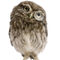 Little-owl-wearing-magnifying-glass