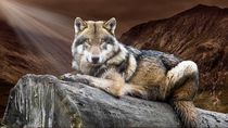 Wolf sitting on log by past-presence-art