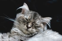 Persian cat sleeping von past-presence-art