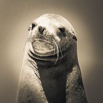 Seal portrait von past-presence-art