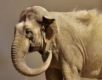Asian elephant sand bath by past-presence-art