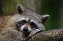 Raccoon relaxing by past-presence-art