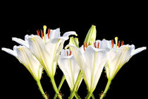 White lilies von past-presence-art