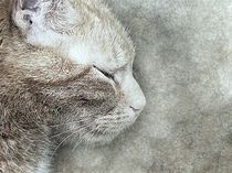 Cat with eyes closed by past-presence-art