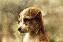 Cute puppy von past-presence-art