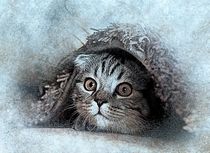 Kitten hiding under rug by past-presence-art