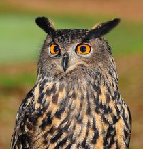 European eagle owl by past-presence-art