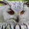 Owl-62703