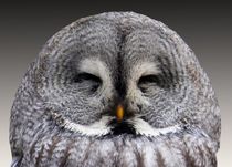 Eagle owl, eyes wide shut by past-presence-art